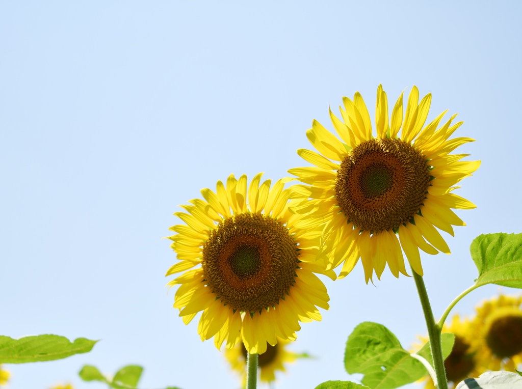 f:id:superlanza230:20170722115651j:plain