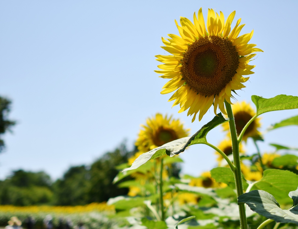 f:id:superlanza230:20170722115709j:plain