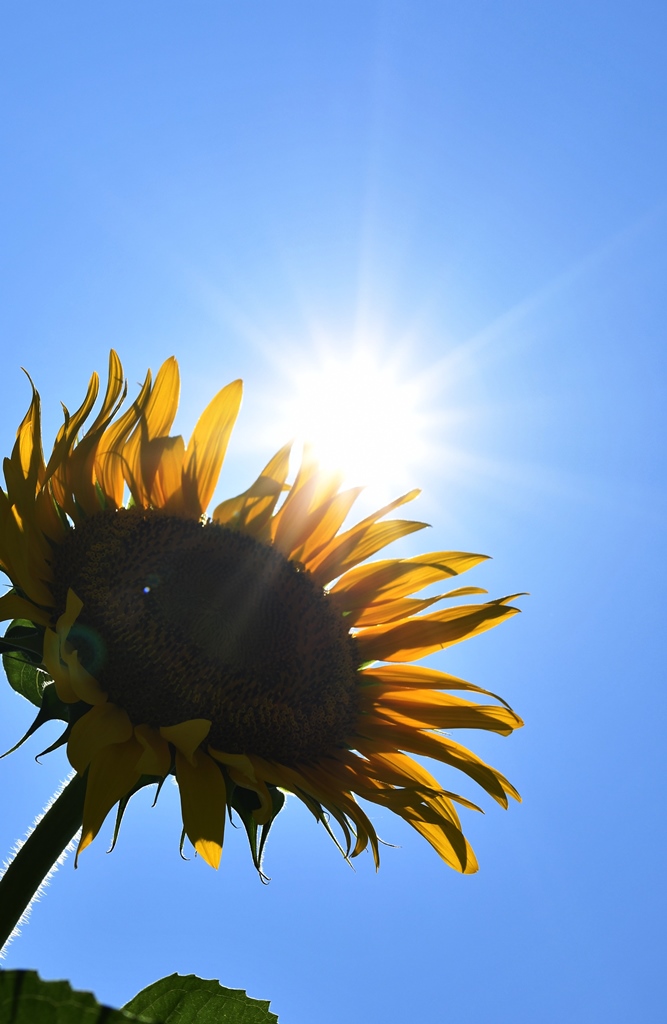 f:id:superlanza230:20170722115723j:plain