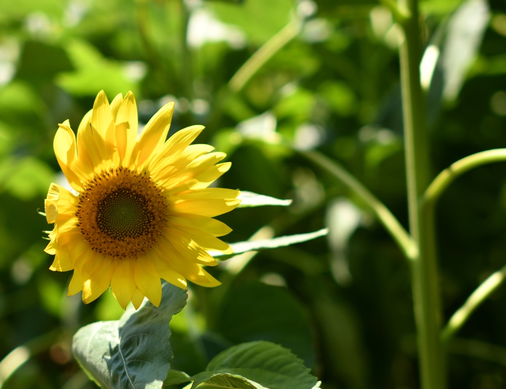 f:id:superlanza230:20170722115734j:plain