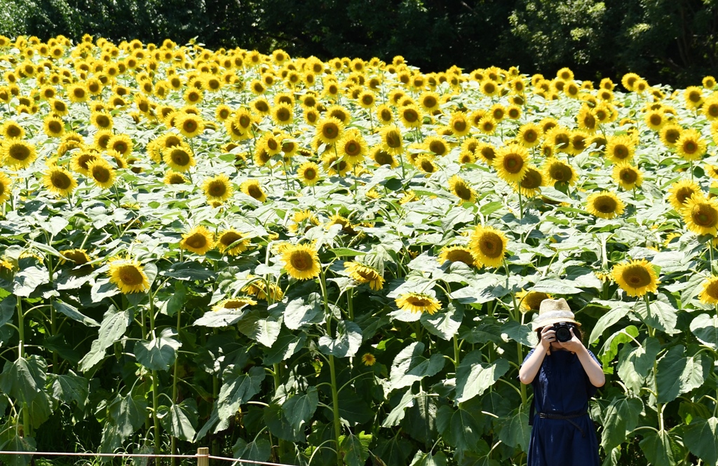 f:id:superlanza230:20170722122233j:plain