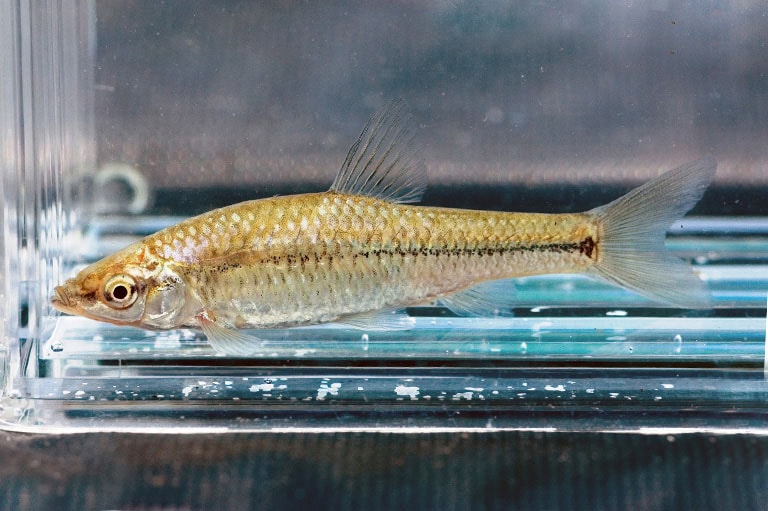 f:id:superlanza230:20180619204210j:plain