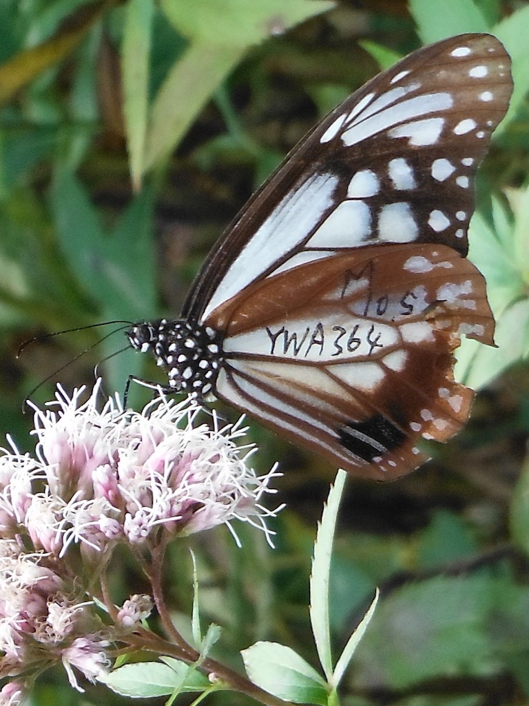 f:id:superlanza230:20201213092402j:plain