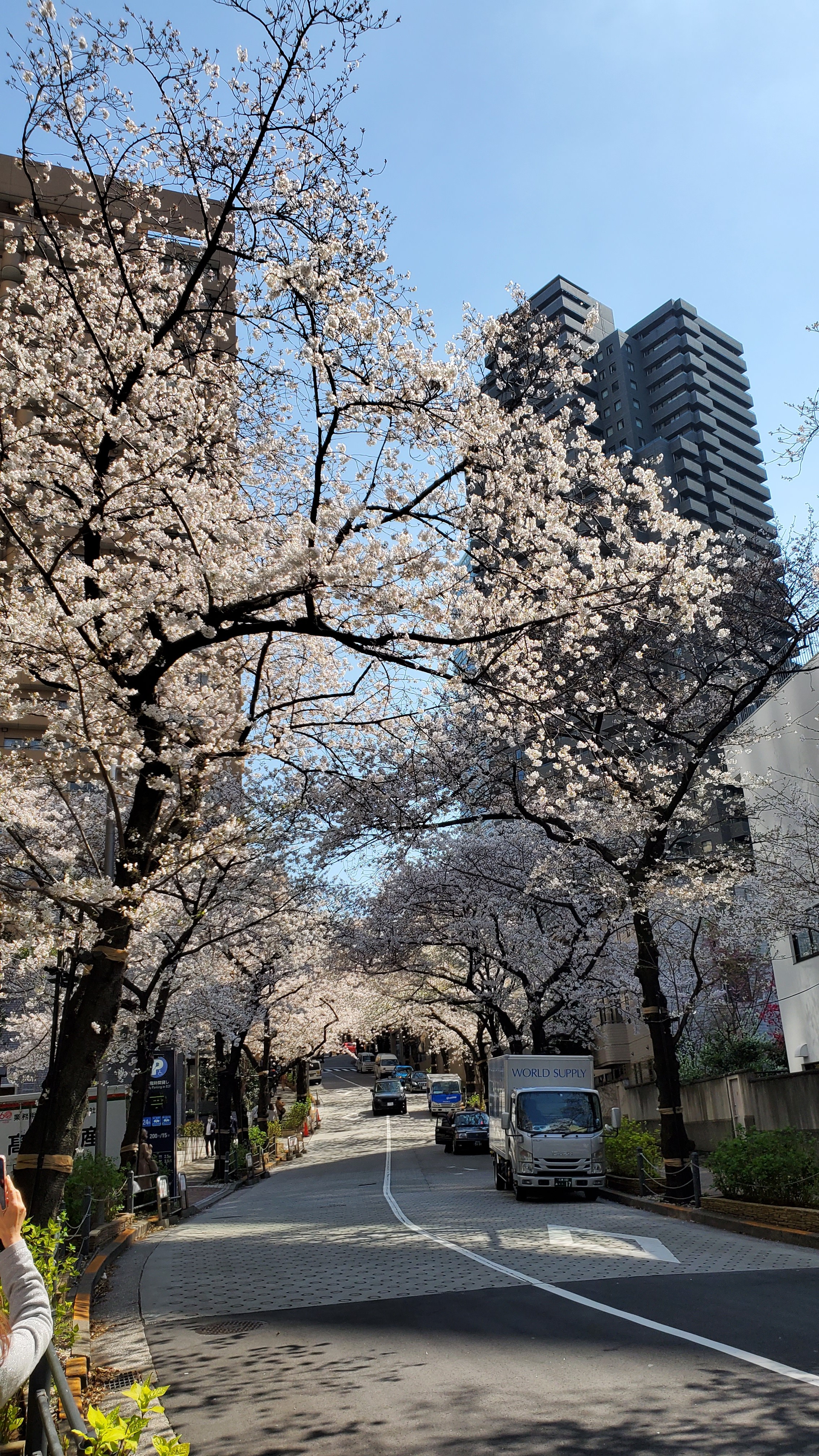 天人唐草とは 動植物の人気 最新記事を集めました はてな