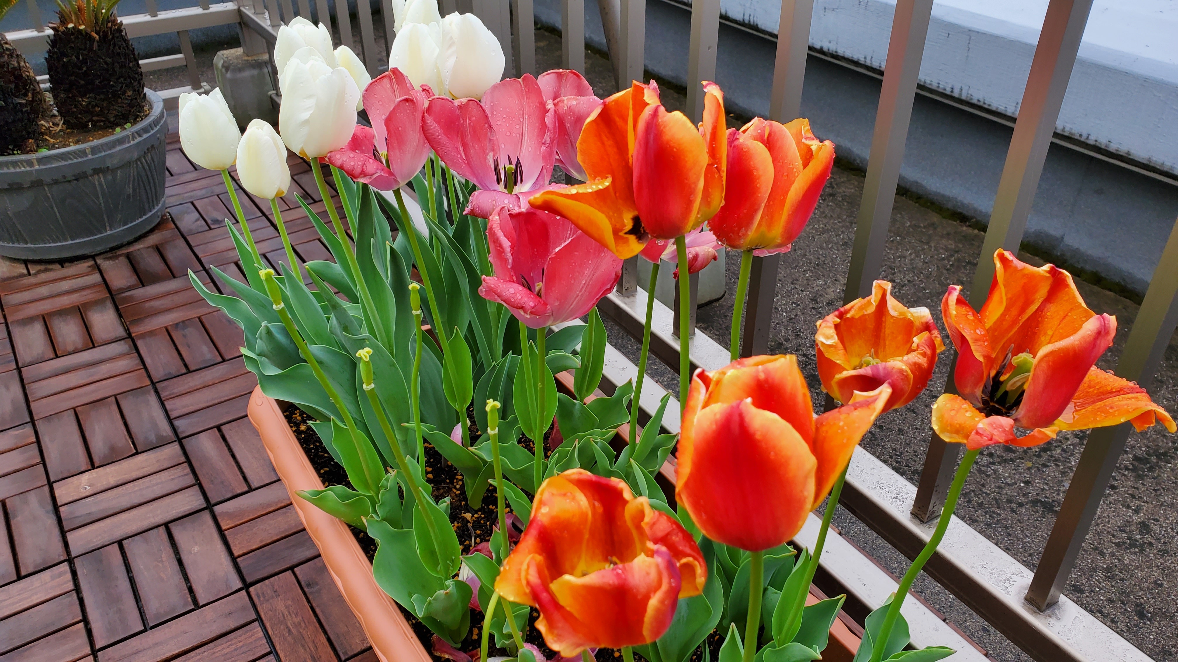 f:id:supernova75:20211124192337j:image f:id:supernova75:20211124192337j:image