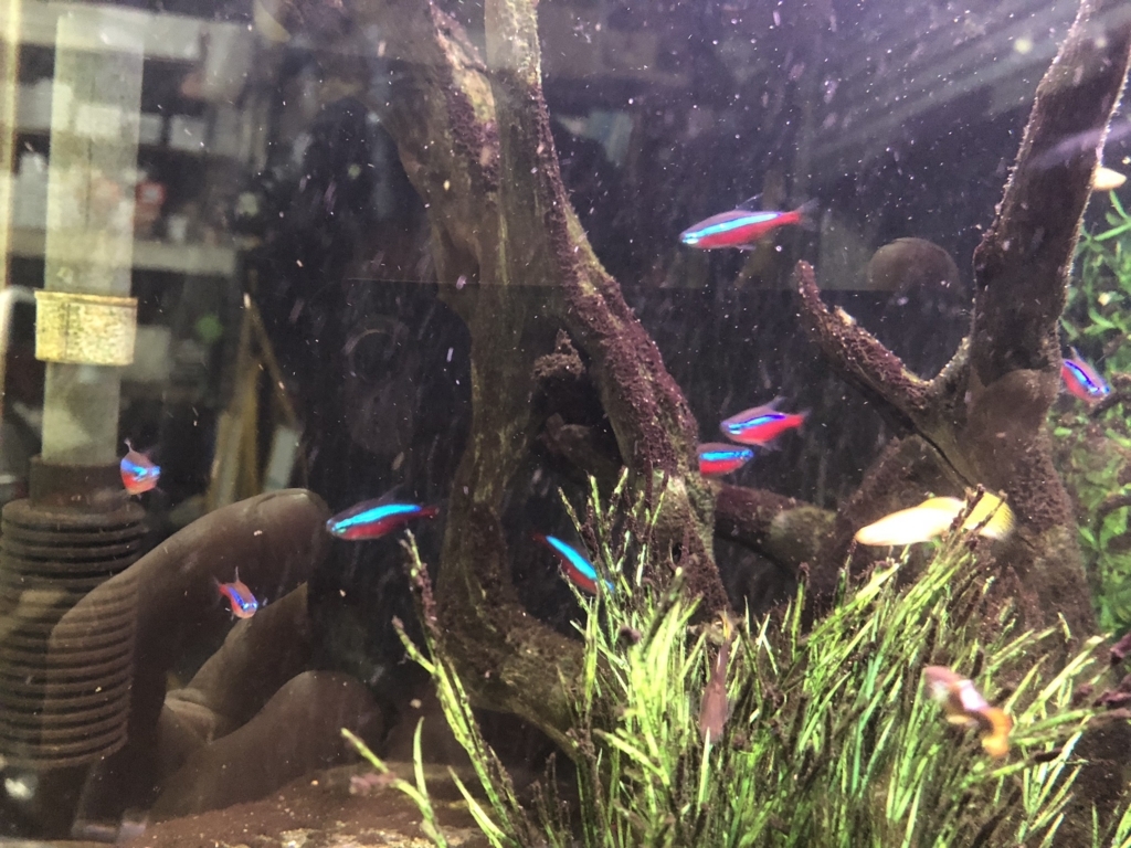 f:id:superplay800:20180415150823j:plain