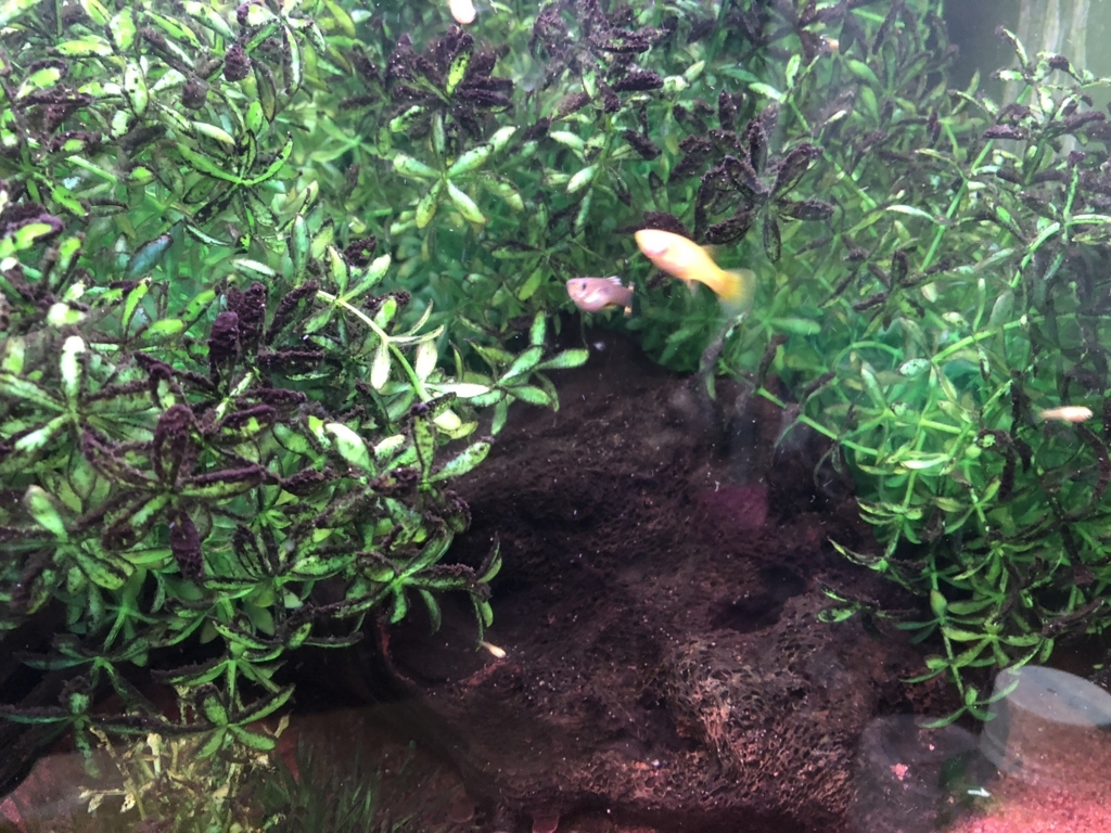 f:id:superplay800:20180415150910j:plain