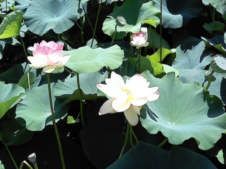 f:id:supiritasu:20100720085955j:image