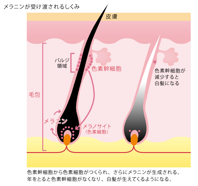 白髪の原因は カギを握るのは メラニン 毛髪診断士が解説 白髪ニュース 毛髪診断士による白髪の総合情報サイト