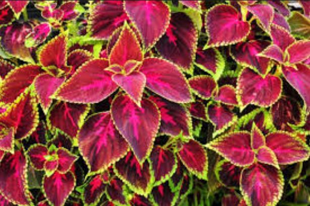 f:id:supplementforuse:20180906151844j:plain