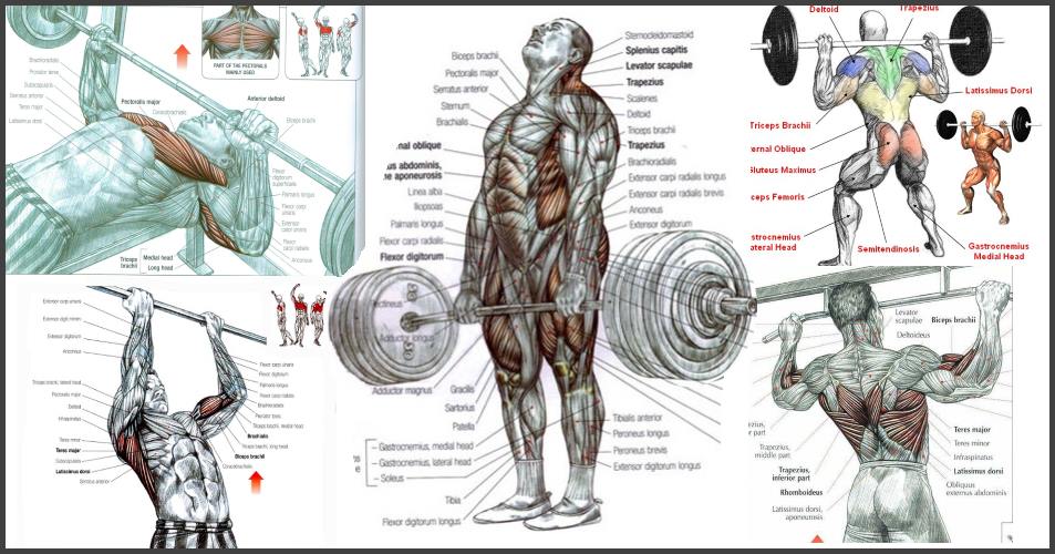f:id:supplementgate:20181208135534j:plain