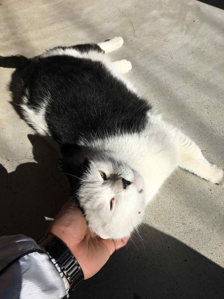 f:id:supragogo:20190113112904j:plain