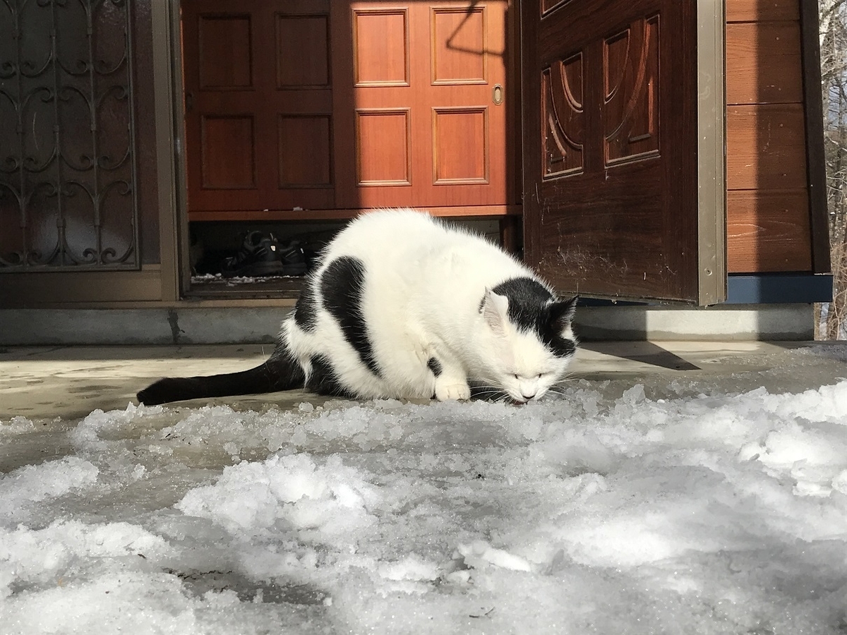 f:id:supragogo:20220116161013j:plain