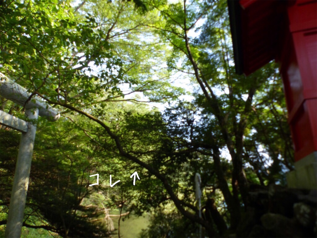 f:id:surflilystyle:20201103223751j:image