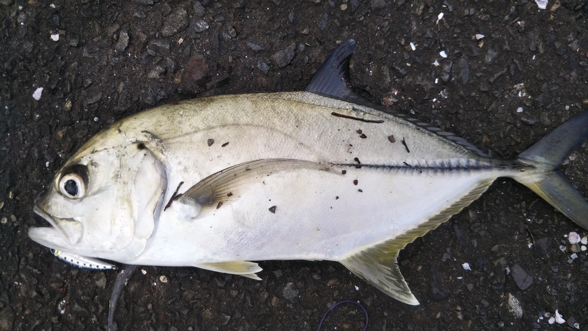 ヒラメを求めて三千里