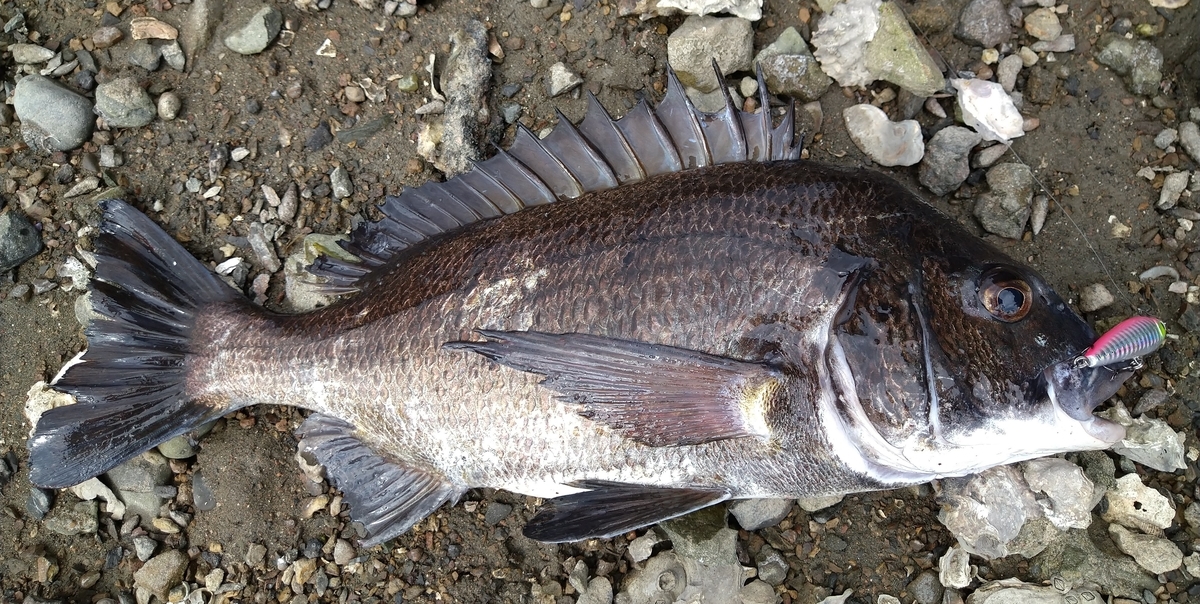 夏のトップゲーム ライトトップゲームでの釣り方 ライト太郎 Net 夏のトップゲーム ライトトップゲームでの釣り方 ライト太郎 Net