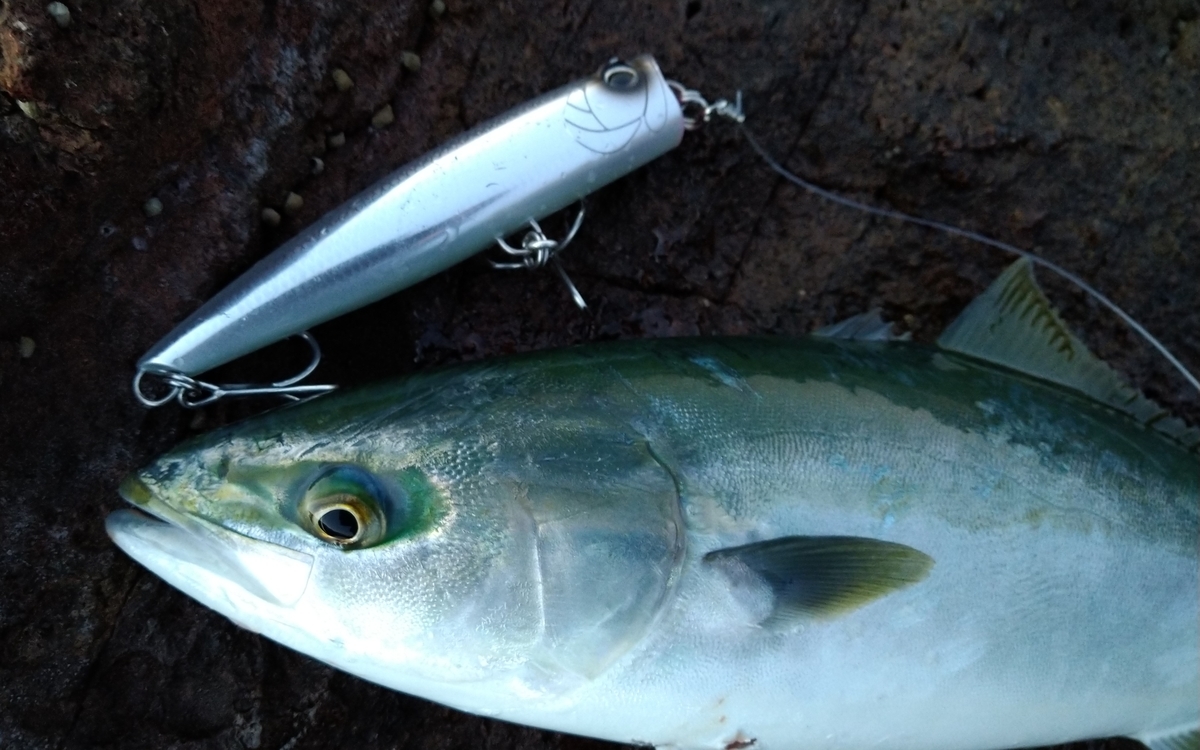 ▼▼ ルアー スーパーポップスリム140 シマノ ロックポップスリム140Fを徹底インプレ！ | まるなか大衆鮮魚