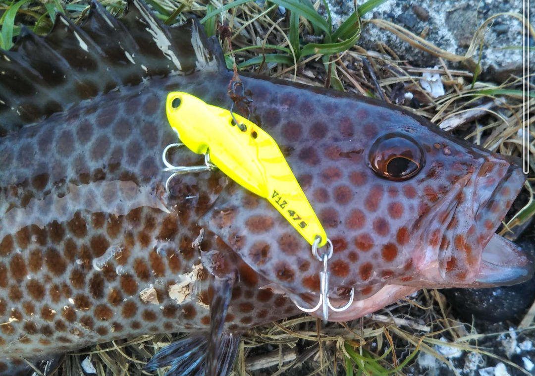 ライトタックルでオオモンハタを狙ってみよう 釣り方 根がかり回避方法など ライト太郎 Net ライトタックルでオオモンハタを狙ってみよう 釣り方 根がかり回避方法など ライト太郎 Net