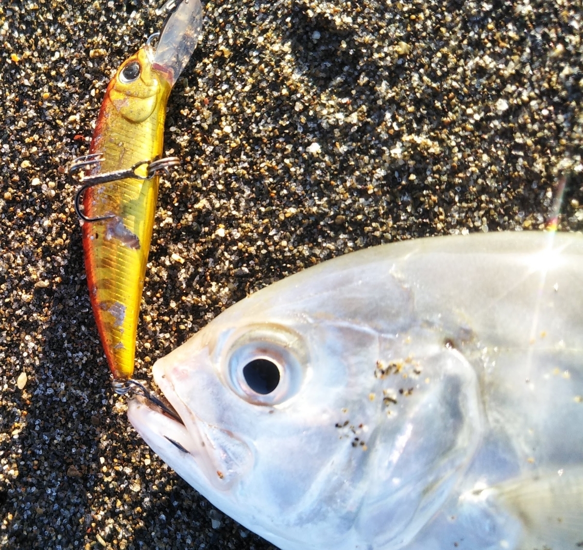 ライトゲーム定番ターゲット メッキの釣り方 ライト太郎 Net ライトゲーム定番ターゲット メッキの釣り方 ライト太郎 Net