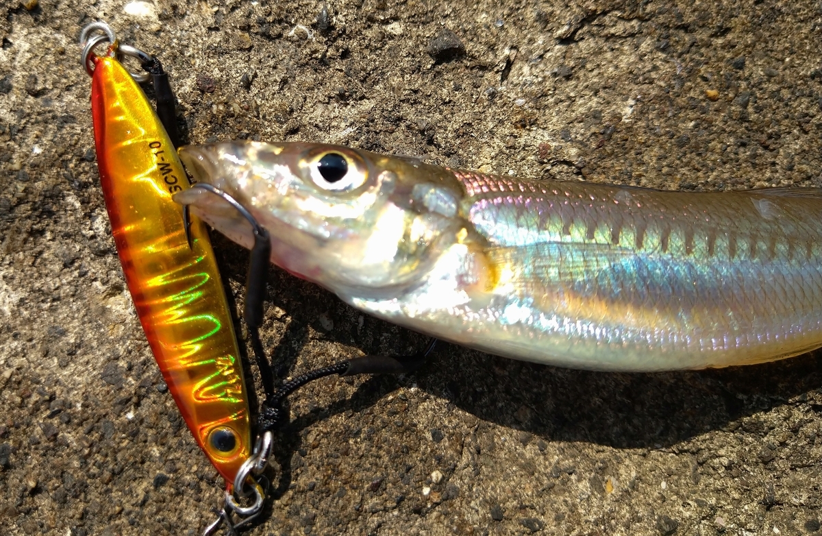 6 18 メタルジグでキスのキスバイトをものにしたライトゲーム釣行 ライト太郎 Net