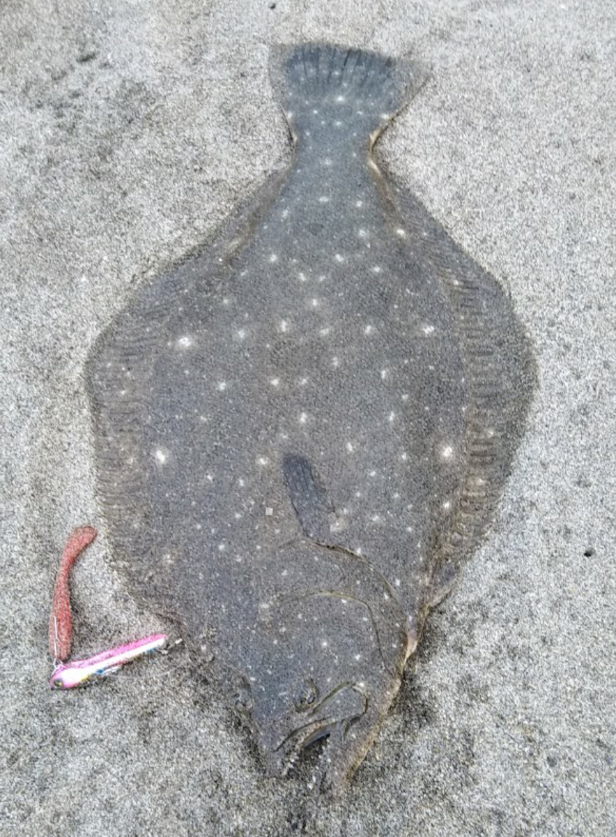 2】サーフ釣行！前回に引き続きヒラメを狙うも完全坊主（泣）~11