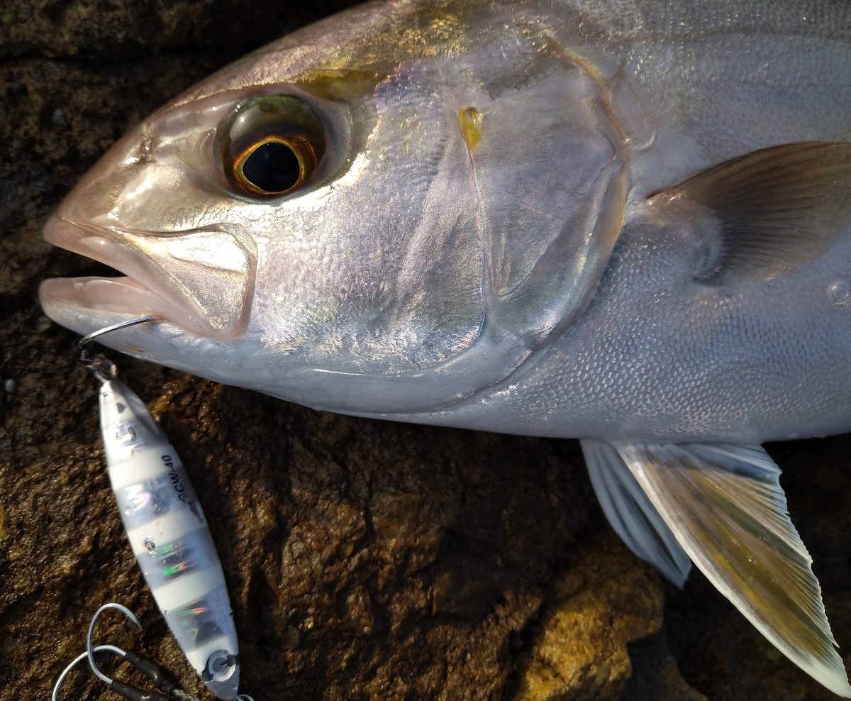 地磯釣行！ショアスローであの青物が…釣れました！！ - ライト太郎.net