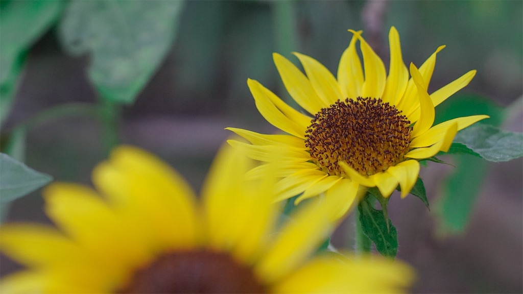 f:id:surrey:20190818235243j:image f:id:surrey:20190818235243j:image