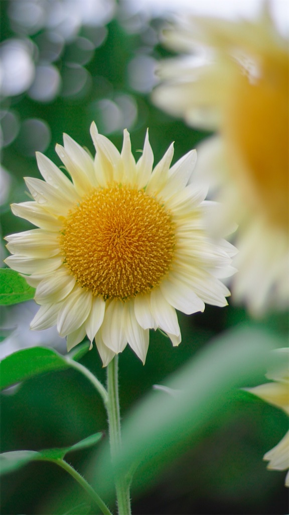 f:id:surrey:20190818235250j:image f:id:surrey:20190818235250j:image