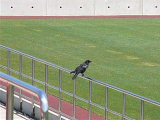 f:id:surumeno13:20080519225359j:image f:id:surumeno13:20080519225359j:image