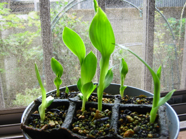 カンナの移植おわりっと すさのお君の花と英語のおべんきょの迷宮