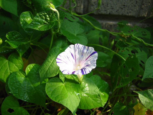 f:id:susanootakashi:20190802174443j:plain