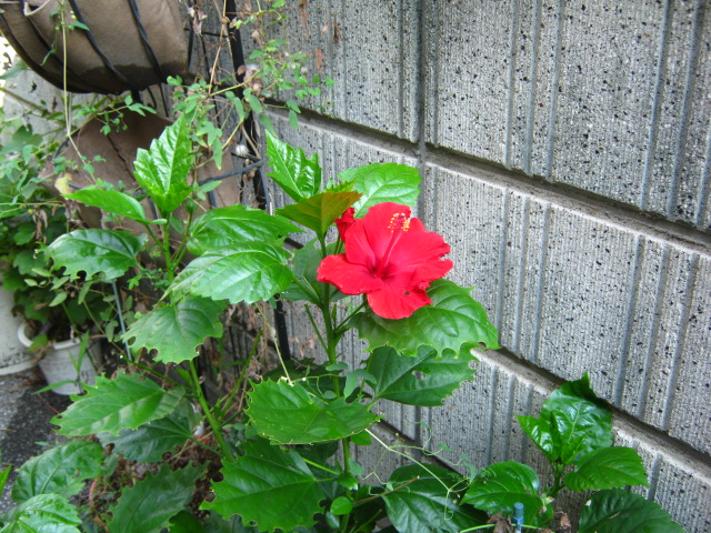 f:id:susanootakashi:20190825153613j:plain
