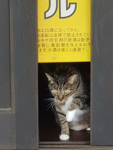 f:id:sushiprincess:20200719232839j:image