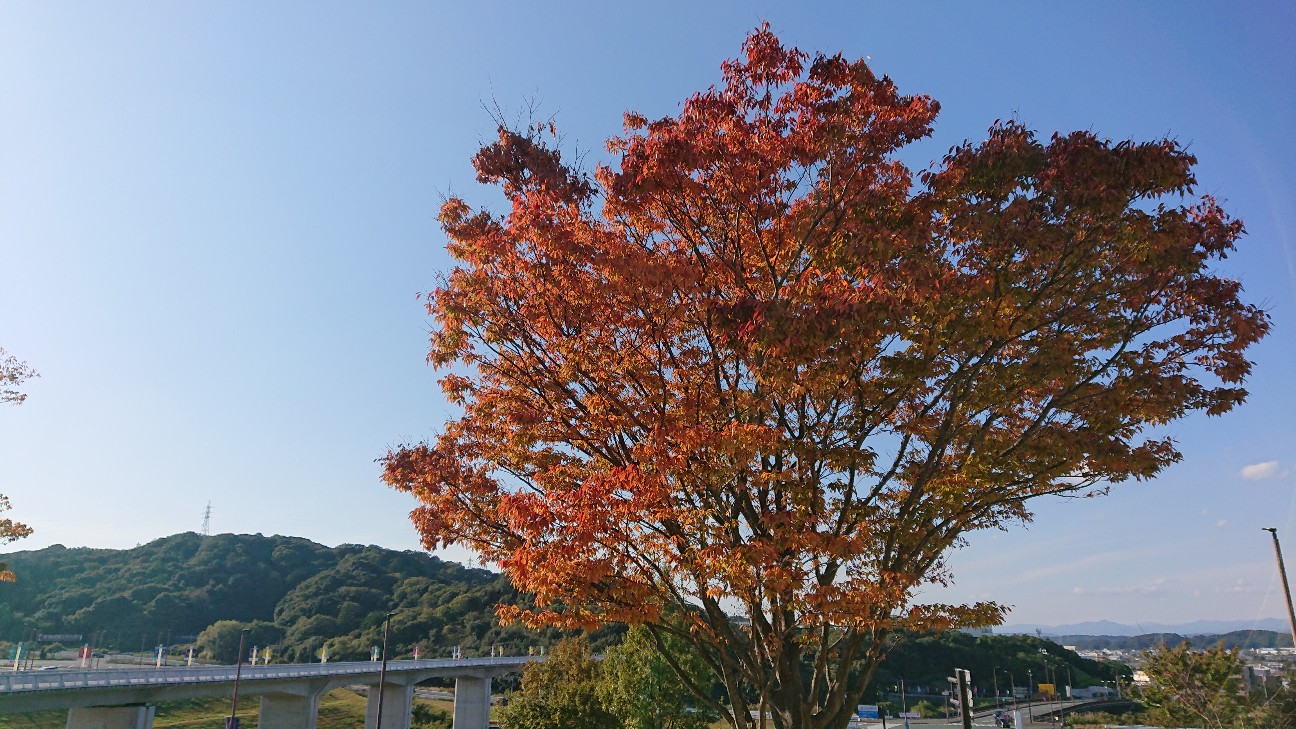 f:id:suso3135:20191117234527j:image