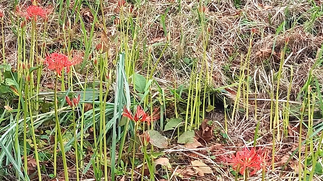 f:id:suso3135:20210918005957j:image f:id:suso3135:20210918005957j:image