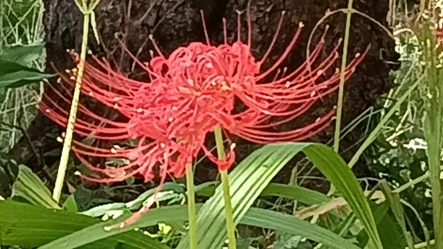 f:id:suso3135:20251006233630j:image