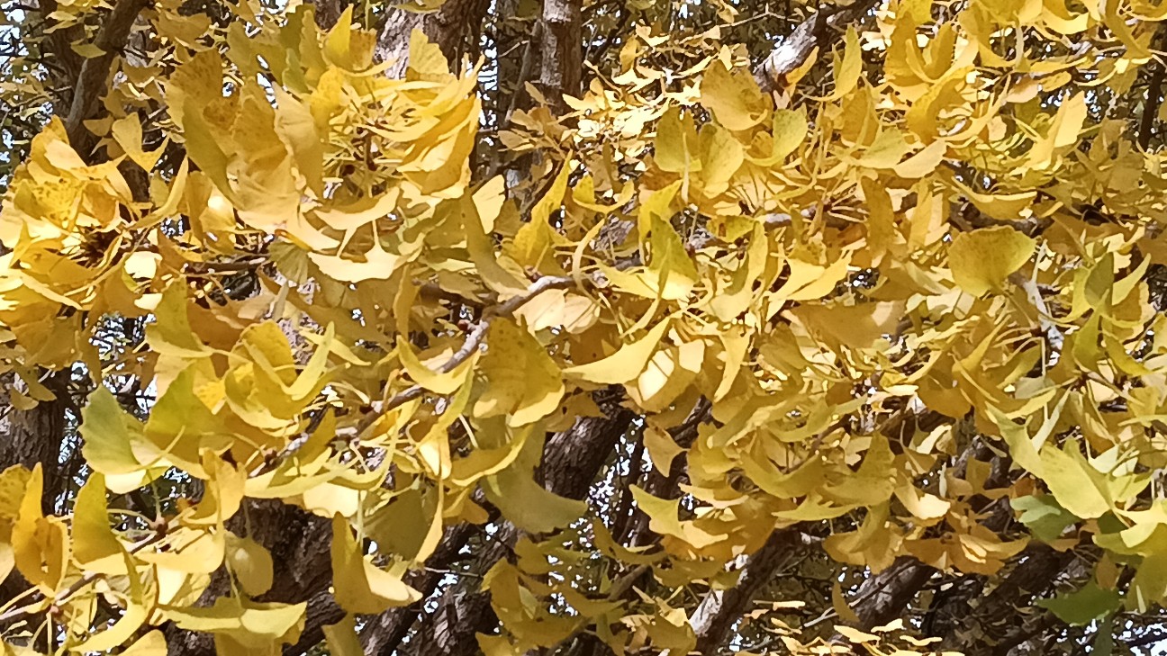 f:id:suso3135:20251122202909j:image