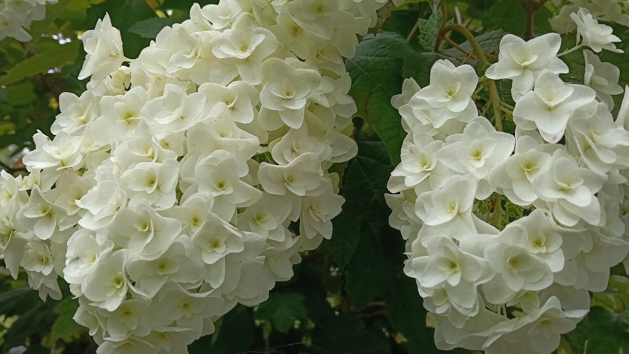 f:id:suso3135:20260614201014j:image f:id:suso3135:20260614201014j:image