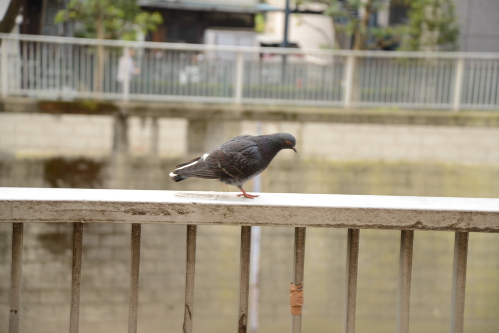 f:id:sustainabilityrvl:20180403214736j:plain f:id:sustainabilityrvl:20180403214736j:plain