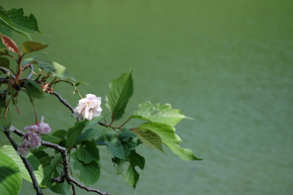 f:id:sustainabilityrvl:20180430104947j:plain f:id:sustainabilityrvl:20180430104947j:plain