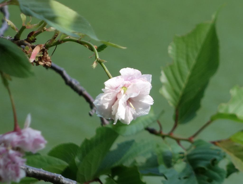f:id:sustainabilityrvl:20180430112526p:plain f:id:sustainabilityrvl:20180430112526p:plain