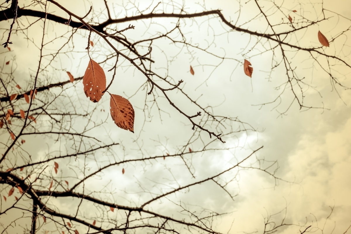f:id:susumenai:20200303173946j:plain f:id:susumenai:20200303173946j:plain