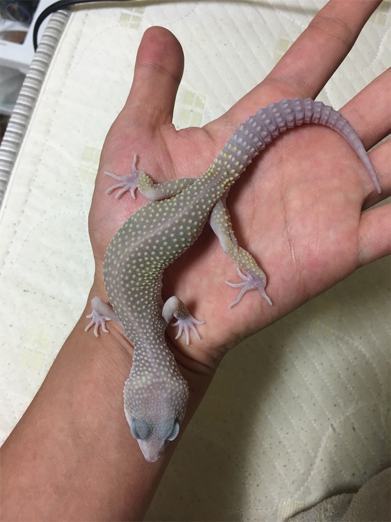 f:id:sutakorasassa1192217:20170824013640j:image f:id:sutakorasassa1192217:20170824013640j:image