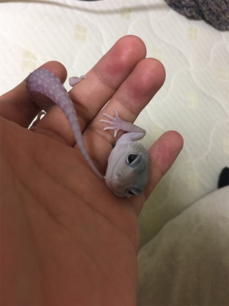 f:id:sutakorasassa1192217:20170824013709j:image f:id:sutakorasassa1192217:20170824013709j:image