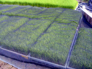 f:id:sutara_lumpur:20090503083734j:image f:id:sutara_lumpur:20090503083734j:image