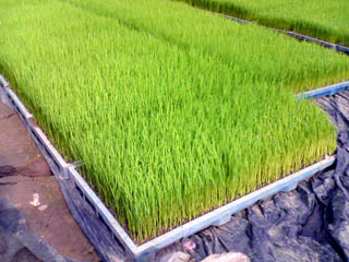 f:id:sutara_lumpur:20090503083749j:image f:id:sutara_lumpur:20090503083749j:image