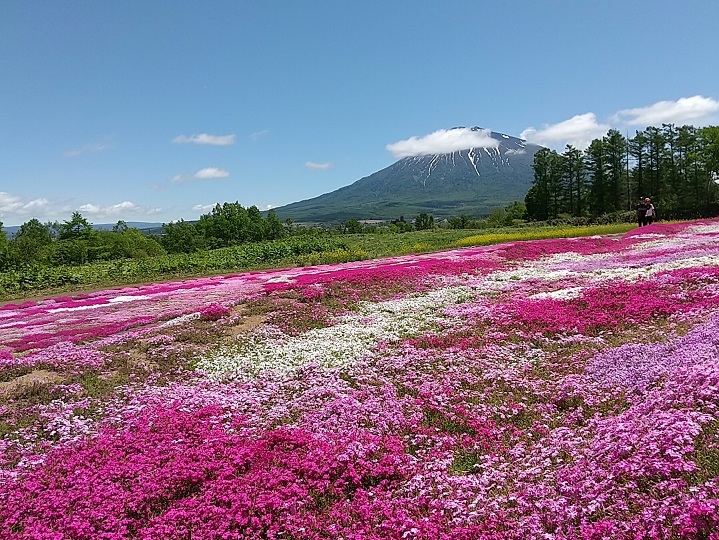 f:id:suteki-hokkaido:20200608200839j:plain f:id:suteki-hokkaido:20200608200839j:plain