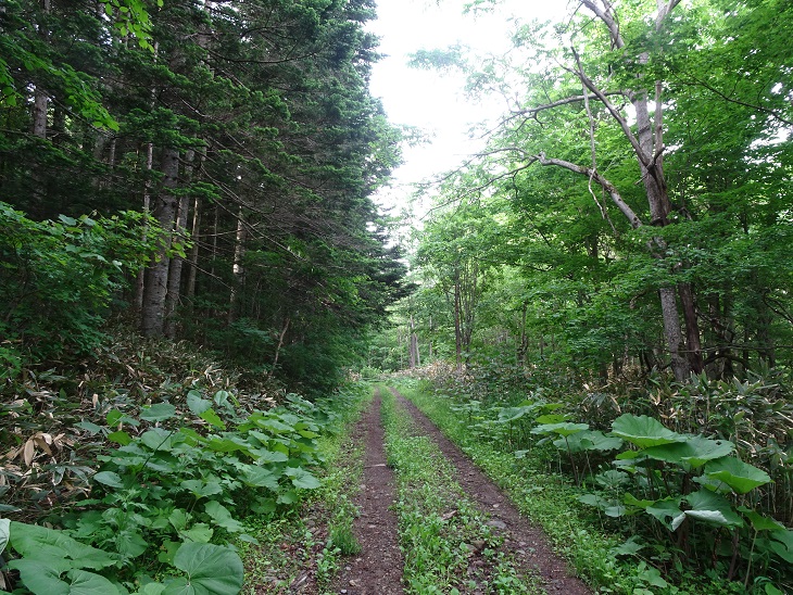f:id:suteki-hokkaido:20200616211942j:plain f:id:suteki-hokkaido:20200616211942j:plain