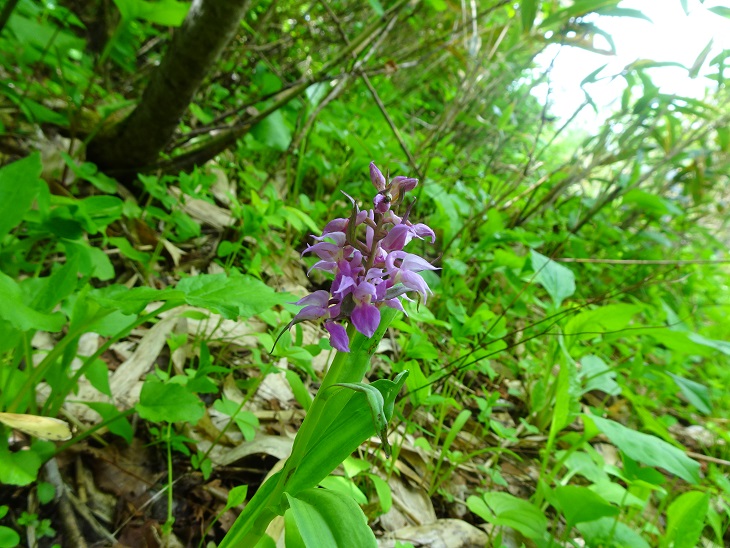 f:id:suteki-hokkaido:20200616212048j:plain f:id:suteki-hokkaido:20200616212048j:plain