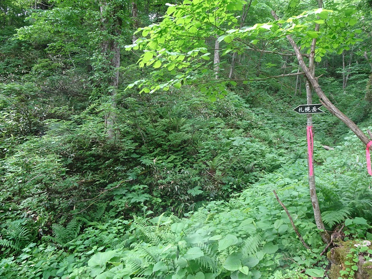 f:id:suteki-hokkaido:20200616222335j:plain f:id:suteki-hokkaido:20200616222335j:plain